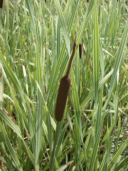 Typha latifolia Variegata (Variegated Cattail) **N/A | Shallow Water Plants-Bare Root