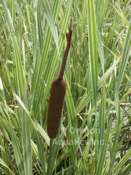 Typha latifolia Variegata (varieg. cattail) gallon | Shallow Water Plants-Potted