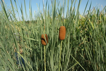 Typha laxmannii (Graceful Cattail bare root | Shallow Water Plants-Bare Root