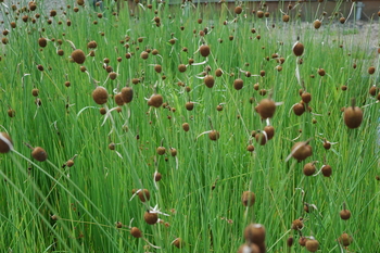 Typha minima Europa (micro miniature cattail) bare root | Shallow Water Plants-Bare Root