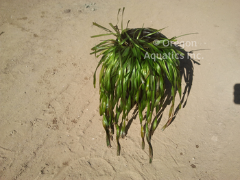 Vallisneria americana (Corkscrew Val) Bare Root | Oxygenators
