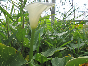 Zantedeschia aethiopica (Calla Lily) bare root | Shallow Water Plants-Bare Root