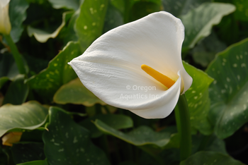 Zantedeschia aethiopica 'Giant White' (Giant white calla lily) bare root | Shallow Water Plants-Bare Root