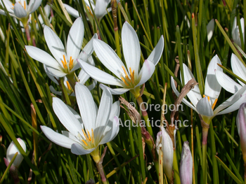 Zephyranthes candida (White Fairy Lily) bare root | Shallow Water Plants-Bare Root