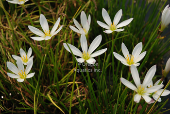 Zephyranthes candida (white fairy lily) gallon | Shallow Water Plants-Potted