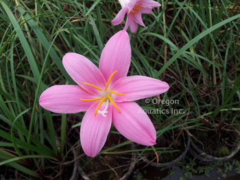 Zephranthes rosea (Pink Fairy Lily) bare root | Shallow Water Plants-Bare Root