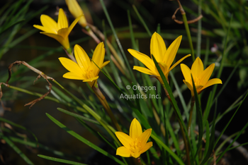 Zephyranthes flavissima yellow rain lily | Shallow Water Plants-Potted