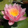 Pink Beauty - Pink Hardy Lily